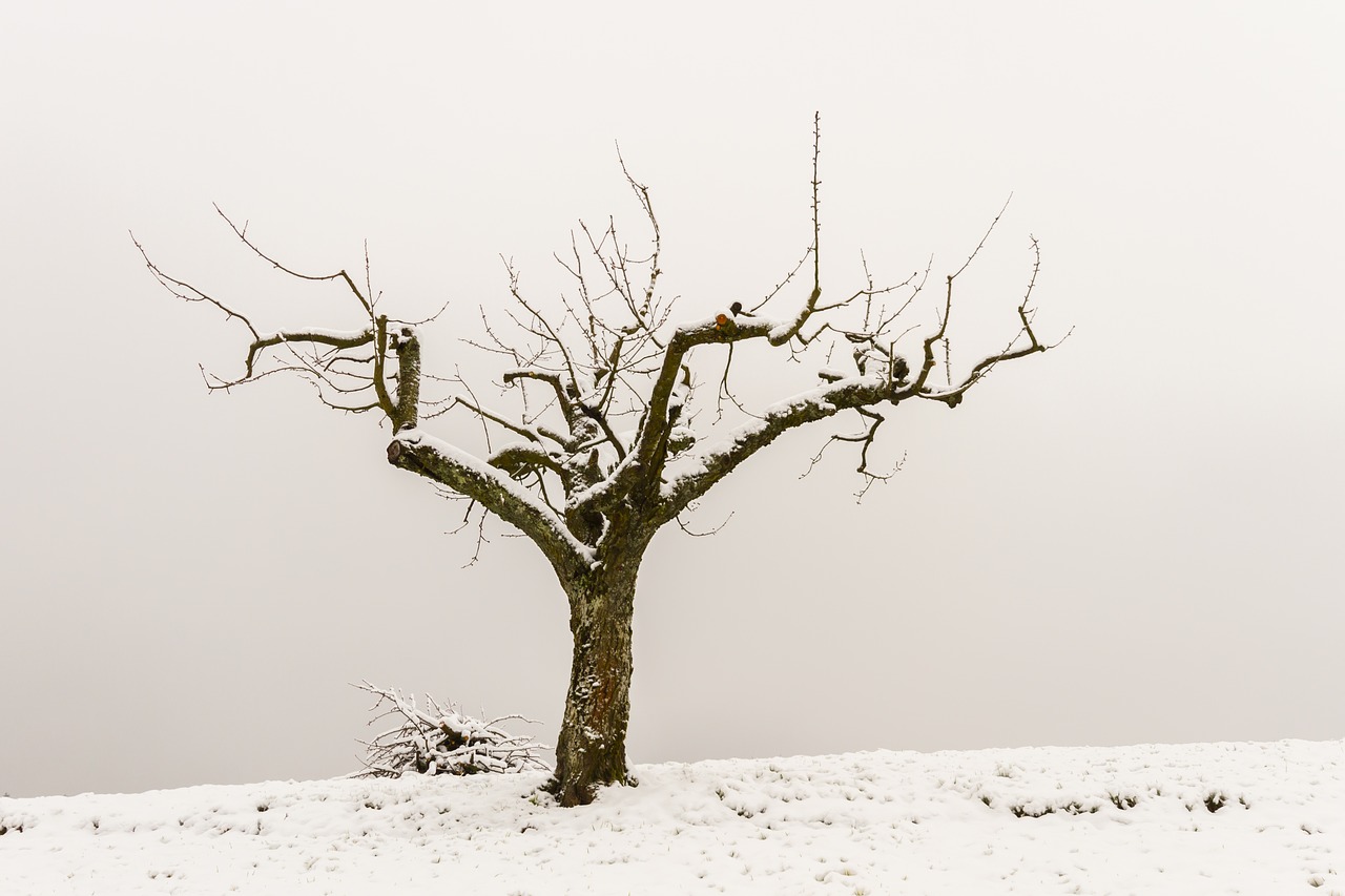 Der Garten im Januar 2022
