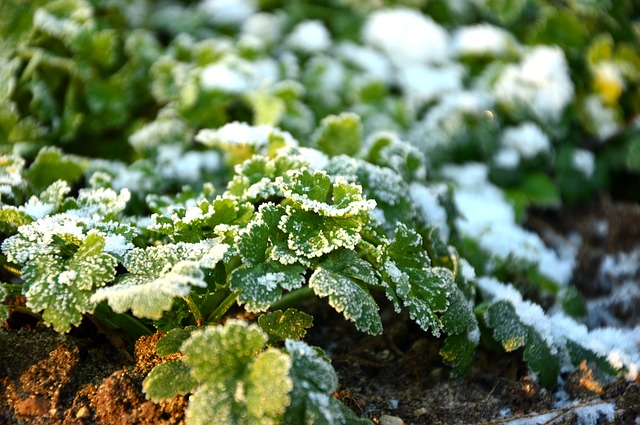 Der Garten im Dezember 2019