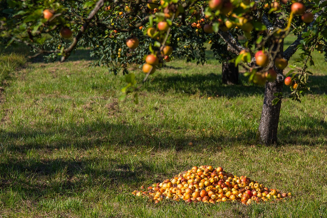 Der Garten im August 2021
