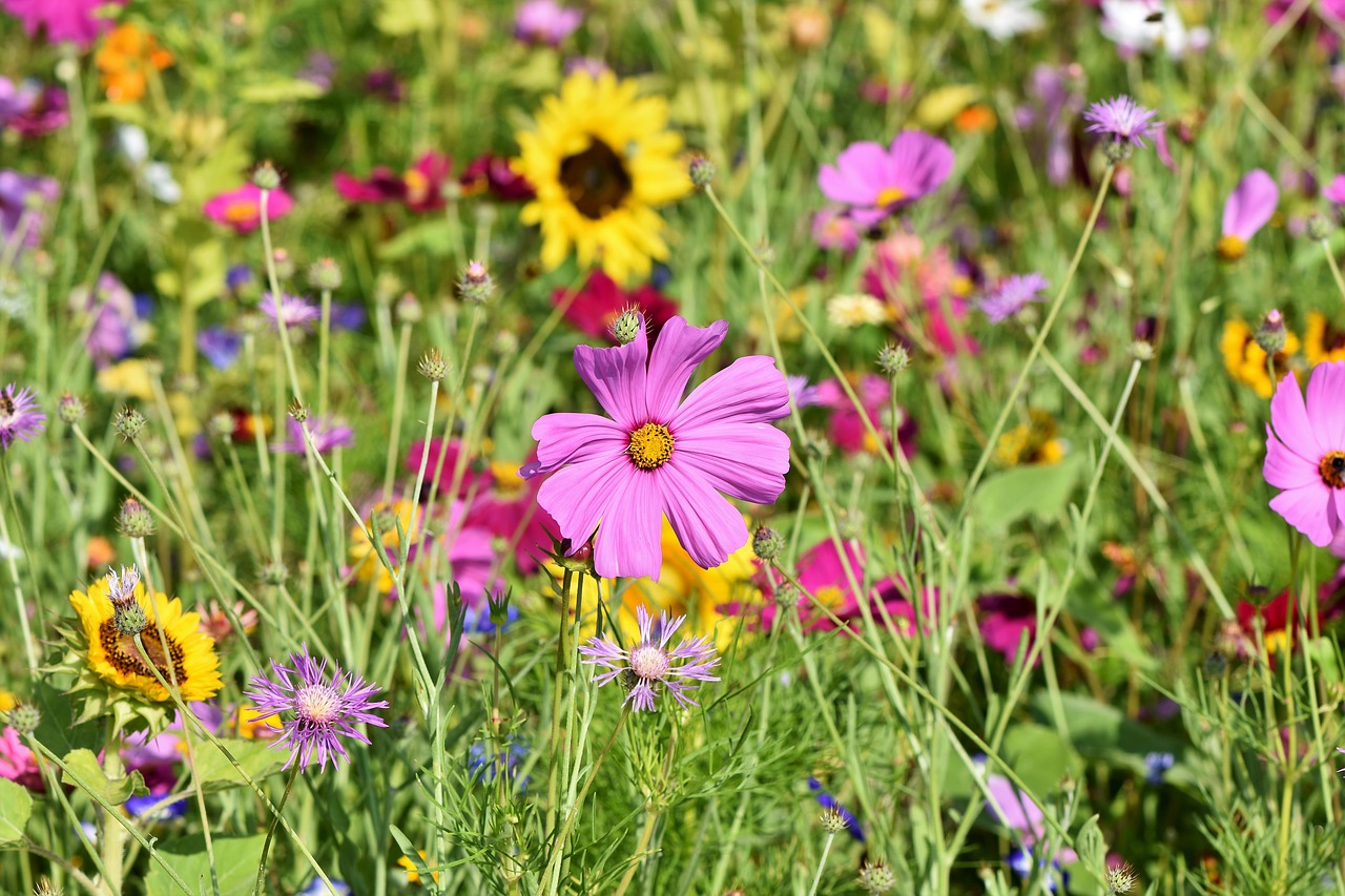 Der Garten im Juli 2021