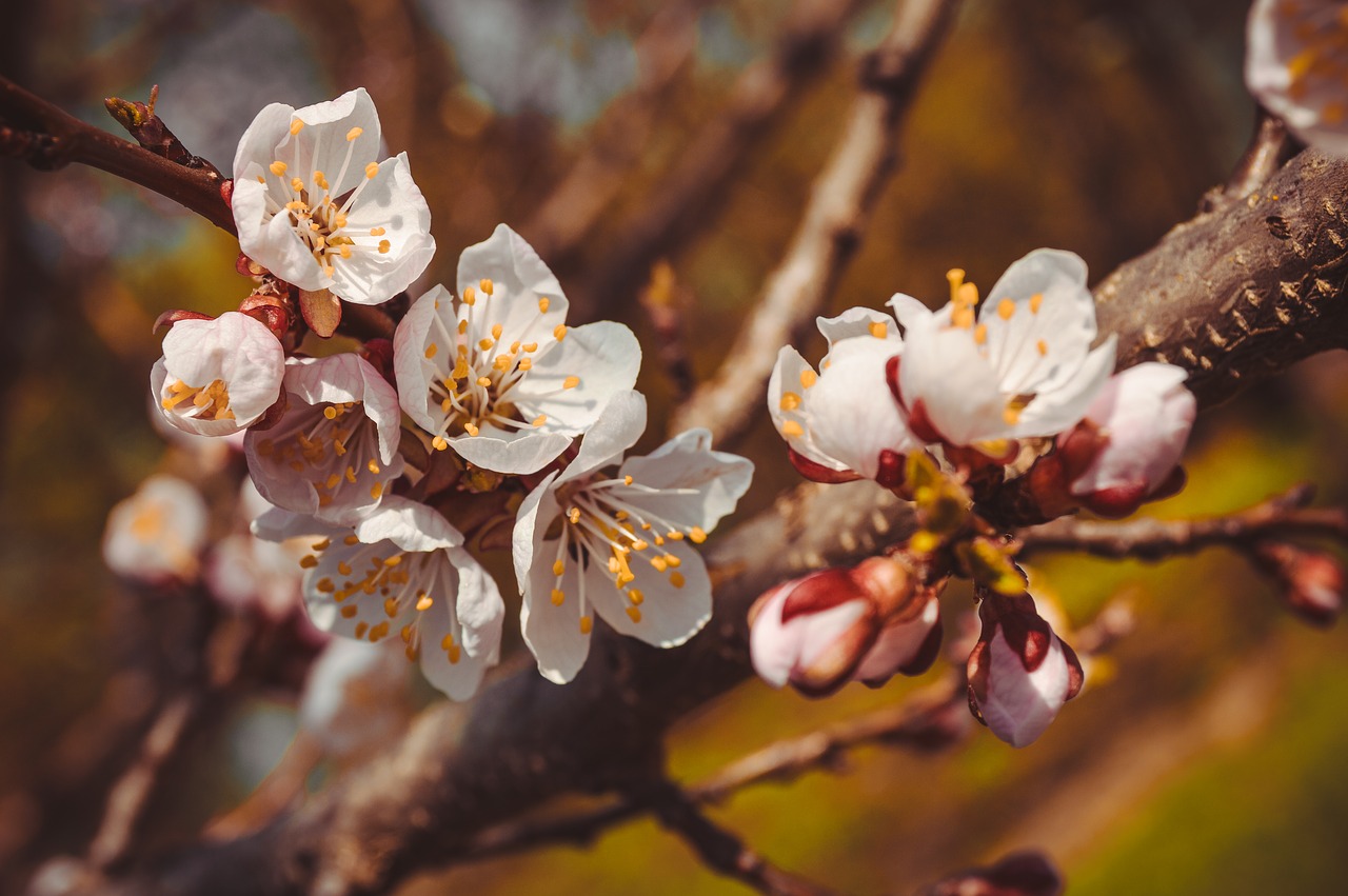 Der Garten im Juni 2019