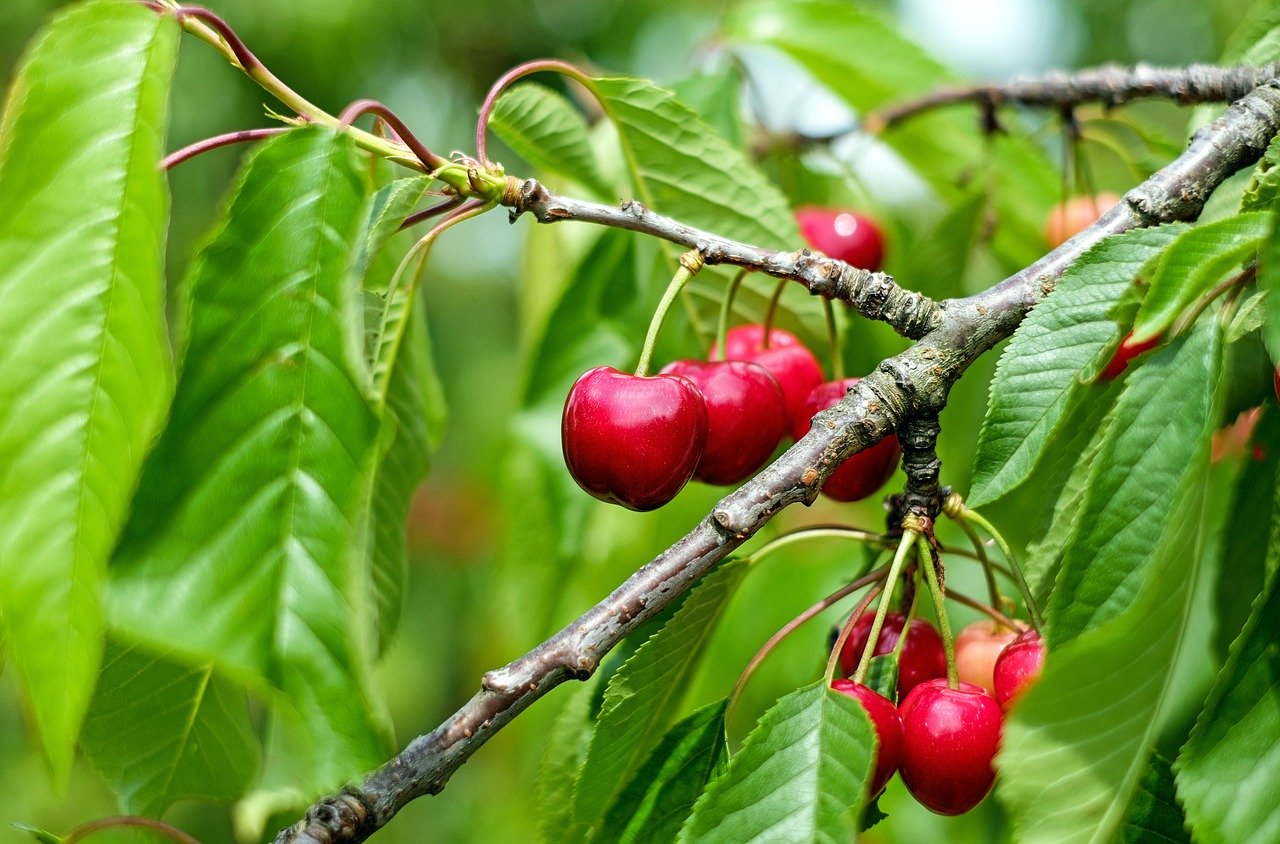 Der Garten im Juli 2020