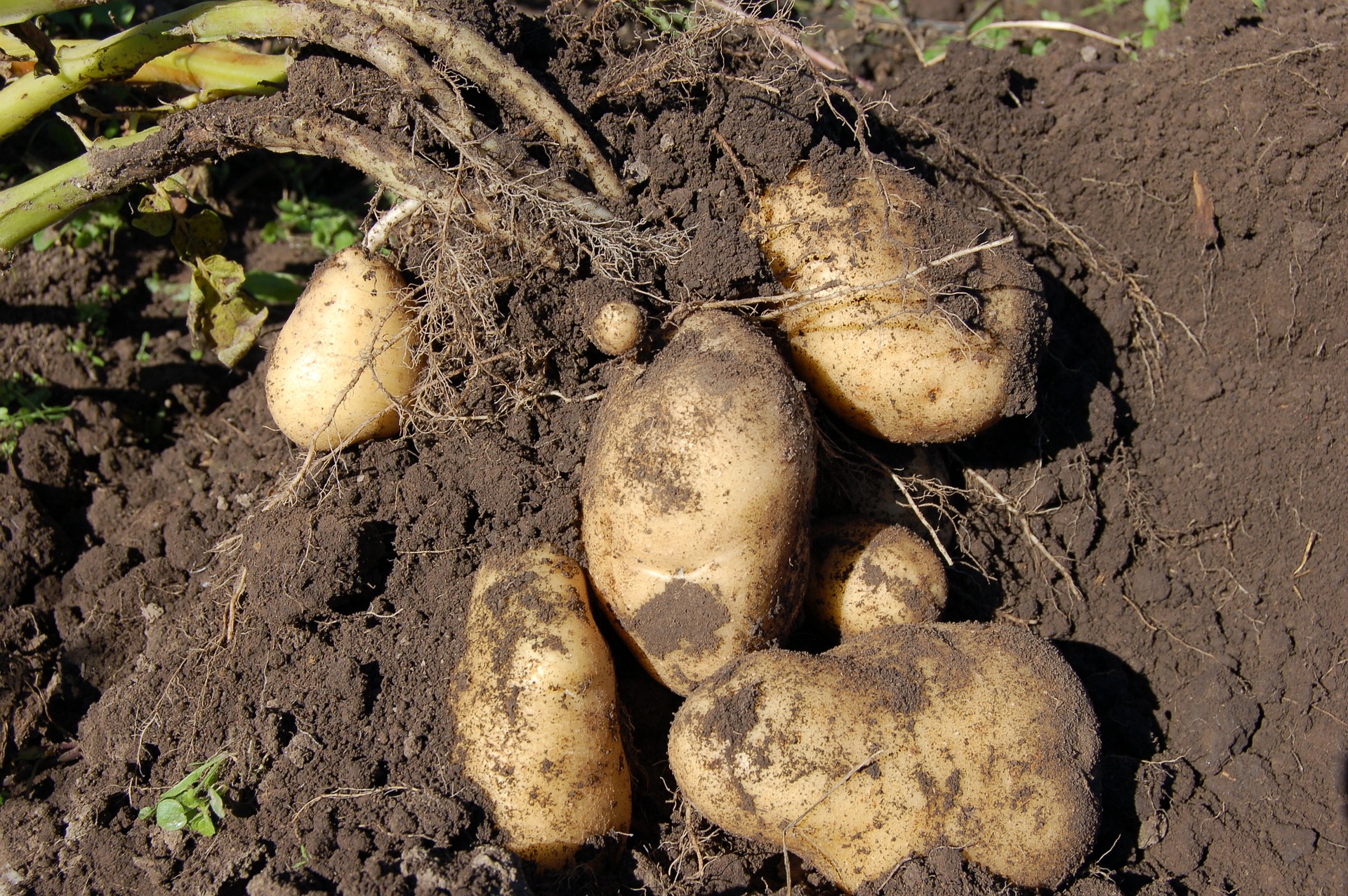 Der Garten im August 2020