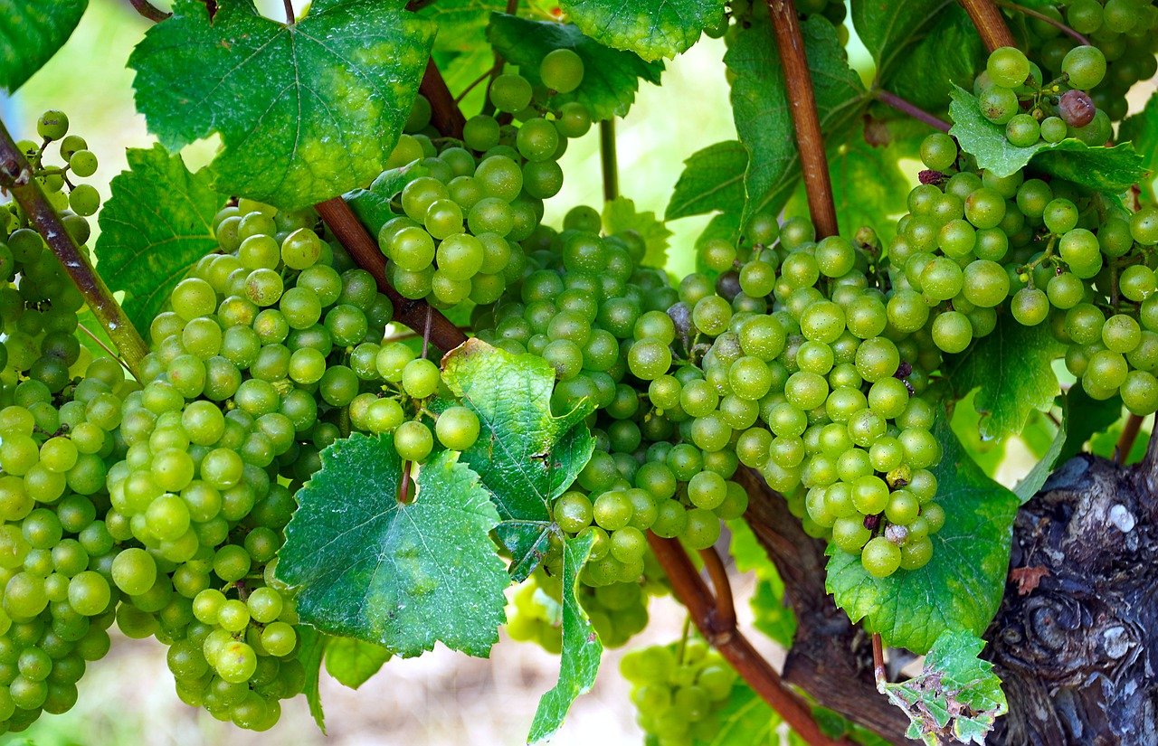 Der Garten im September 2021