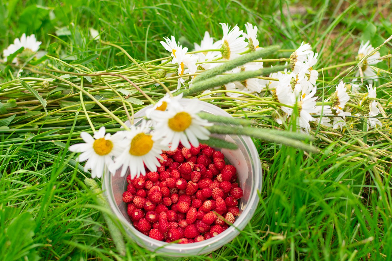 Der Garten im Juni 2021