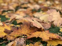 Der Garten im Oktober 2021